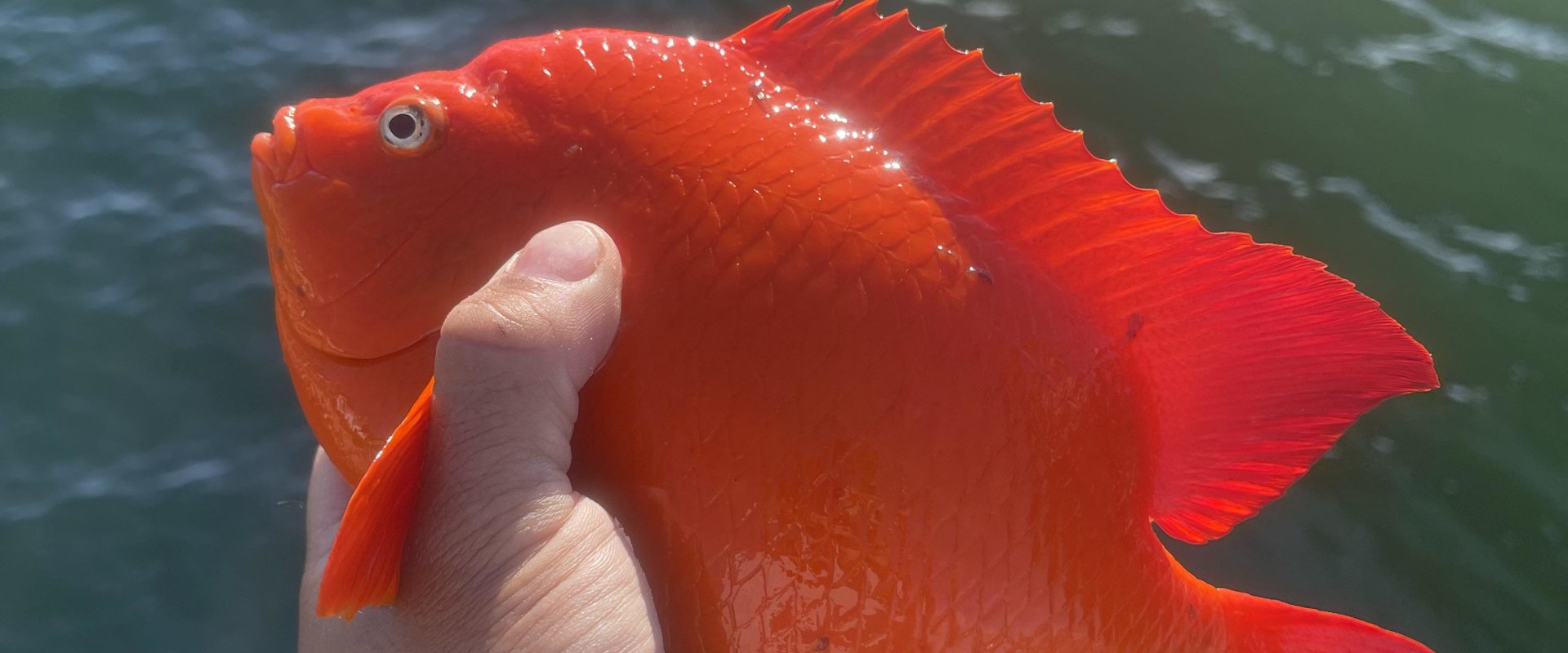 What happens when people violate fishing regulations in california?