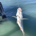 What kind of fish can you catch off a pier?