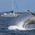 Whale Watching Out of Dana Point Harbor