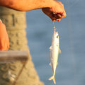 Can i fish without a license in california?