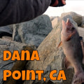 What fish are in dana point?