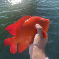 What happens when people violate fishing regulations in california?