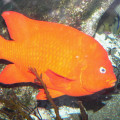 Why are garibaldi fish orange?