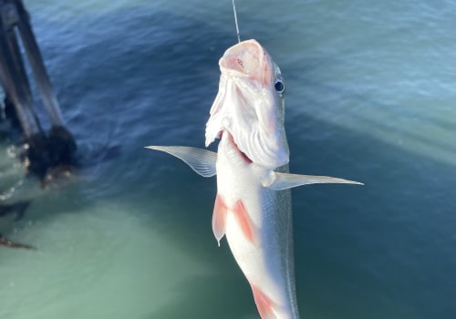 What kind of fish can you catch off a pier?