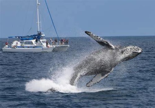 Whale Watching Out of Dana Point Harbor