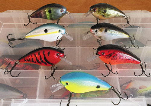 What attracts bass fish the most?