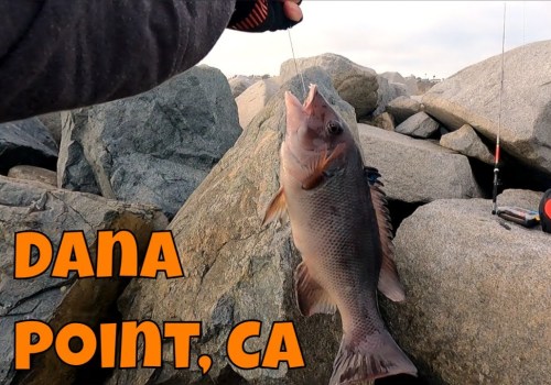 What fish are in dana point?