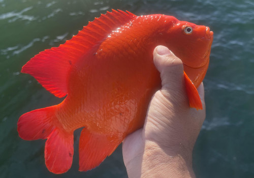 What happens when people violate fishing regulations in california?