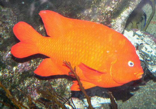 Why are garibaldi fish orange?